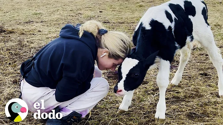 Rescued pregnant cow becomes a mother for the first time | The Dodo