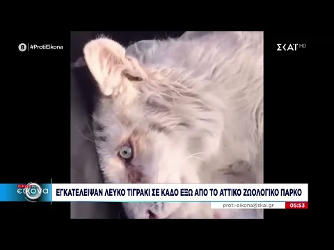 Βίντεο: Λευκός μύκητας στον κάδο κομποστοποίησης - Είναι επικίνδυνοι οι ακτινομύκητες στο κομπόστ κοπριάς