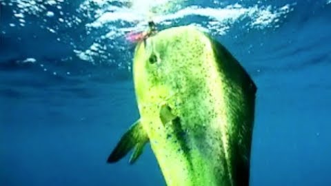 World Class Fishing in the East Cape