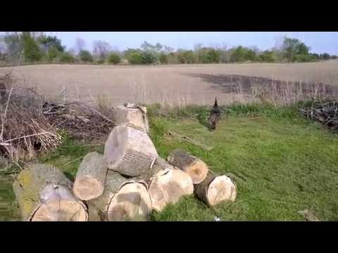 Wild turkey nest