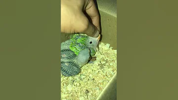فروخ الدره من حلال اخوكم ابو يوسف من مملكة البحرين 