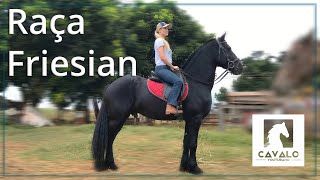 Conhecendo a Raça Friesian (Frísio)