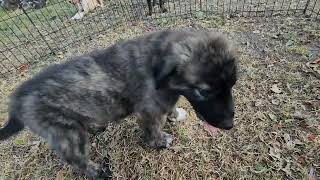 Blues 2023 Male 2 Anatolian Shepherd Puppy