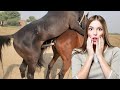 Beautiful Horse Power Horse Videos 14 January 2026 