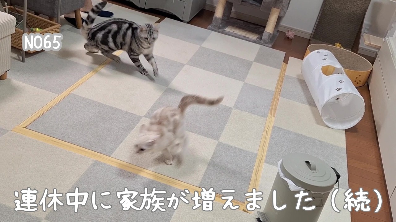 No65 逃げる妹猫とどうしても捕まえたい兄猫 - YouTube