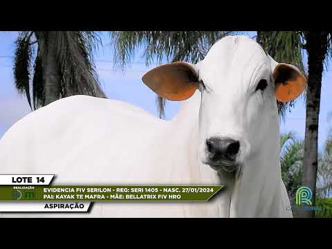 LOTE 14   EVIDENCIA FIV SERILON    SERI 1405