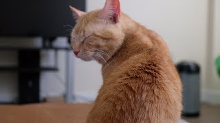 Meet Hongee 홍지를 만나십시오