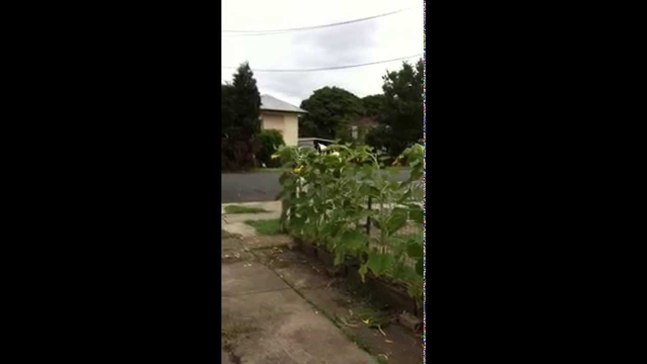 Wild white cockatoo takes down my sunflowers... 
