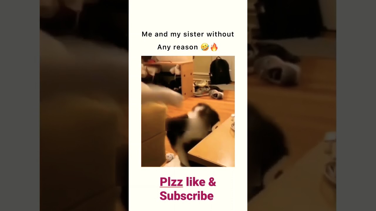 Cats sister Fight 