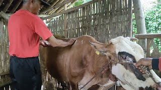 PENANGANAN LALAT DAN NYAMUK PADA SAPI