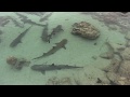 サメのいる風景　～母島～