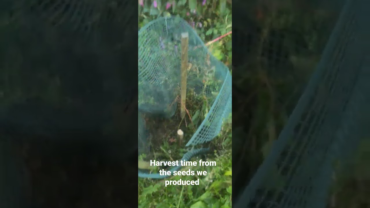 giant huge cannabis plant massive colas. UK outdoor climate strains