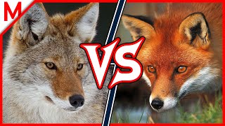 15Coyote vs Red Fox | + Raccoon vs Red Panda winner