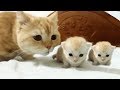 「猫かわいい」 すごくかわいい子猫 - 最も面白い猫の映画 #221