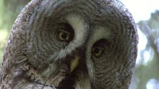 LAPPUGGLA  Great Grey Owl  (Strix nebulosa)  Klipp - 3423