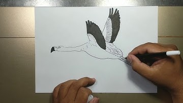 How to draw FLYING FLAMINGO step by step
