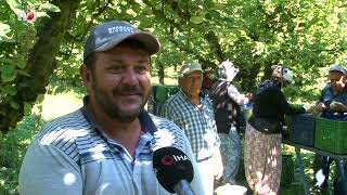 Dalların Altın Sarısında Hasat Zamanı Dünyada Rakibi Yok