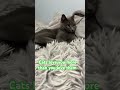 Anybody wanna get scratched #love #animation #cat #funnyanimal #funny #catsruleeverythingaroundme
