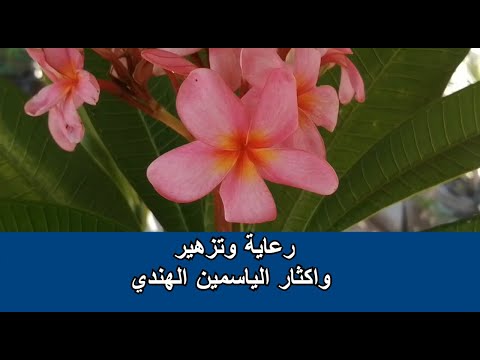 رعاية واكثار وعلاج اصابات الياسمين الهندي البلوميريا وازاي تخلي الياسمين يزهر