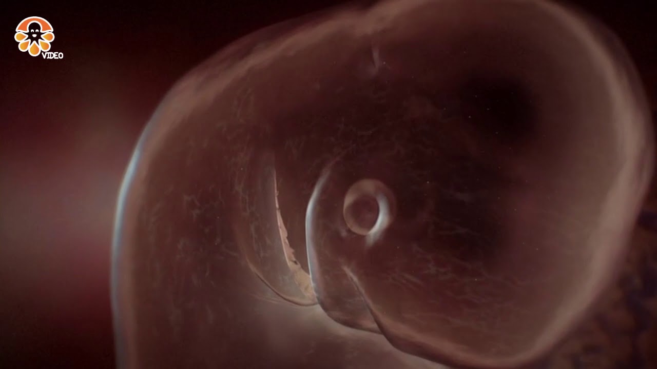 Razvoj bebe u prvom trimestru - Iz sedmice u sedmicu (1-13 sedmice)