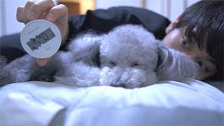 🐶愛犬が添い寝しに来るまで何分かかるか検証してみた。（夏 Ver）【トイプードル】
