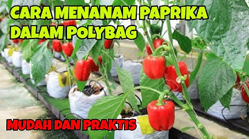 CARA MENANAM PAPRIKA DALAM POLYBAG