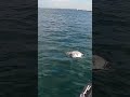 深海の化け物 #shorts