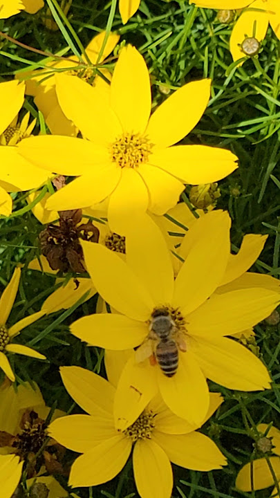This guy is so busy pollinating #shorts #short
