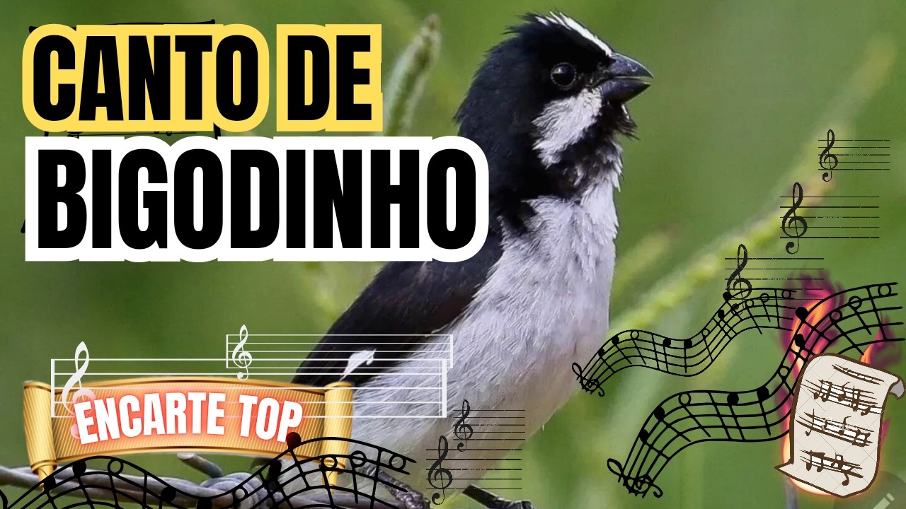 BIGODINHO CANTANDO LINDO PARA ENCARTE com retinhido