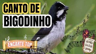 BIGODINHO CANTANDO LINDO PARA ENCARTE com retinhido