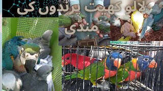 lalukhet birds Market 2024 latest update of Exotic Parrot Baby price 7 April || Sunday biggest bird