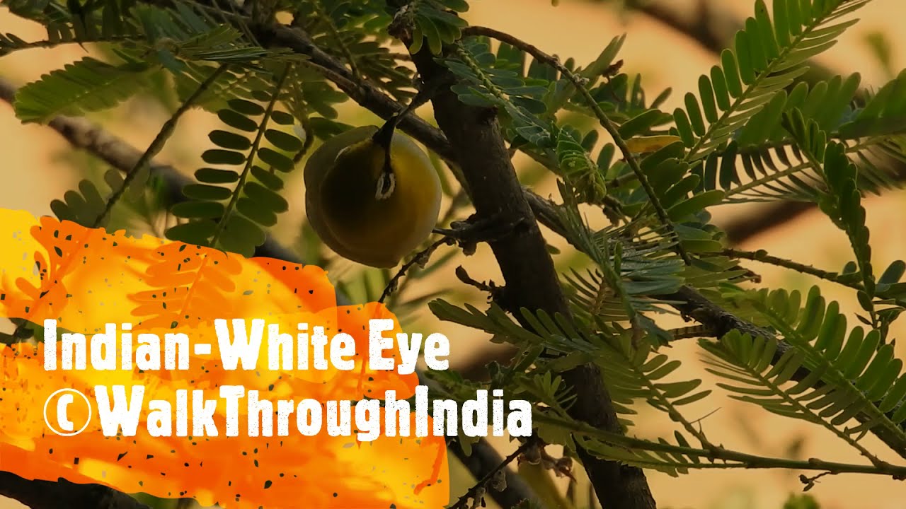 Close Up of Indian White-Eye Bird - चश्मेवाला पक्षी 