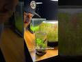 小さな水槽のエコシステムを徹底的に掃除中 #SummerOnShorts