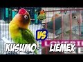 Lovebird Kusumo vs Liemex, Apakah Liemex sudah layak sebagai penerus Kusumo??