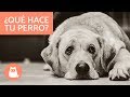 ¿Qué SIENTE tu perro cuando TE MARCHAS de casa?