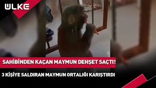 Sahibinden Kaçan Maymun Dehşet Saçtı