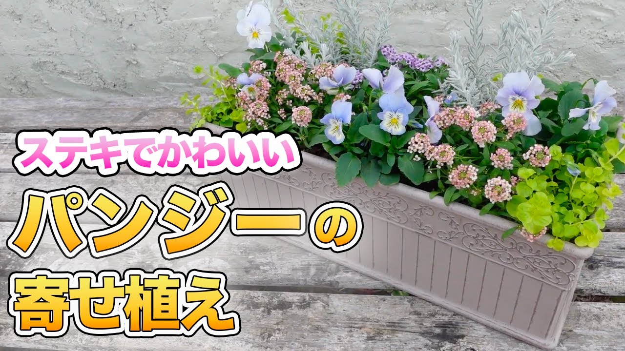 有料級!】パンジーの寄せ植えとお花選びのポイントをプロが伝授します
