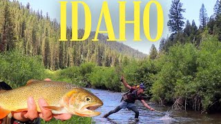 This is why you go west | Cutthroat Trout in Bear Country | Fly Fishing Idaho