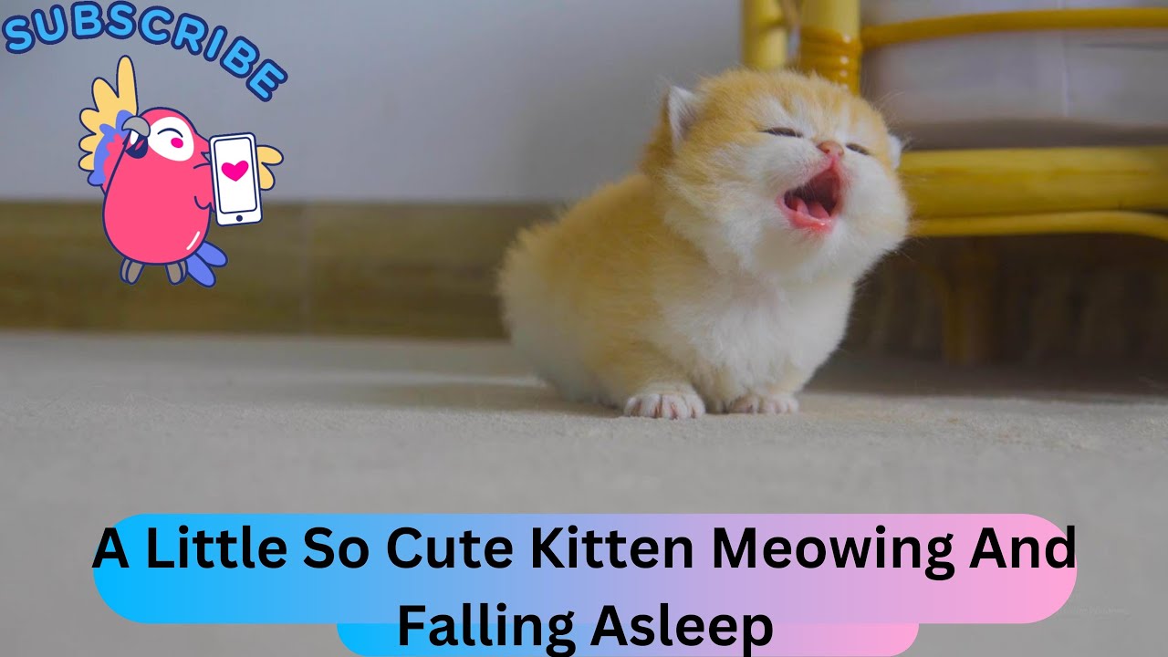 So Cute Kitten Meowing, Pudding And Falling Asleep! YouTube