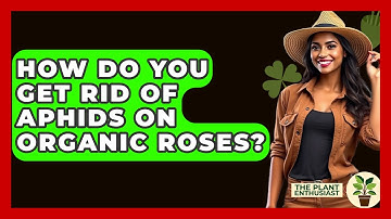 How Do You Get Rid Of Aphids On Organic Roses? - The Plant Enthusiast