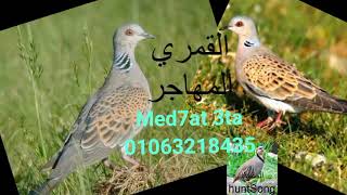 صوت القمري المهاجر الحمام القمري الدرغل(480P)