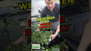 CRYPTOCORYNE BENDER