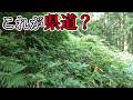ねえ…？ 道どこ…？ [山形県道3号 米沢南陽白鷹線]