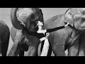 Richard Avedon :: Dovima with Elephants