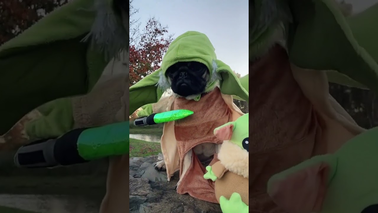 Happy Pugoween! Share Your Pet Costume Fun 