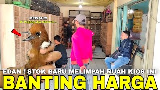 ASLI !!! LUAR BIASA MEWAH STOK KIOS BURUNG INI SEMUA PILIHAN TERBAIK HARGA BURUNGNYA DIOBRAL MURAH