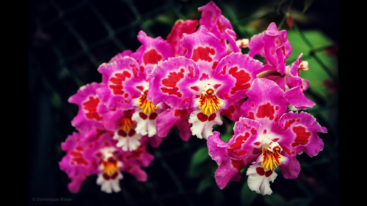 TOP 10 BEAUTIFUL orchid flowers YouTube