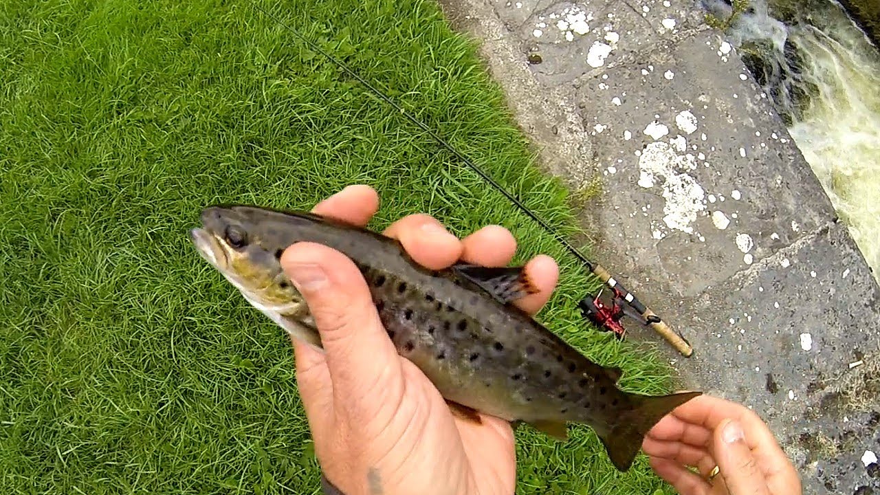 Fishing: catching brown trout on Bivi lure from DUO in Royal Canal