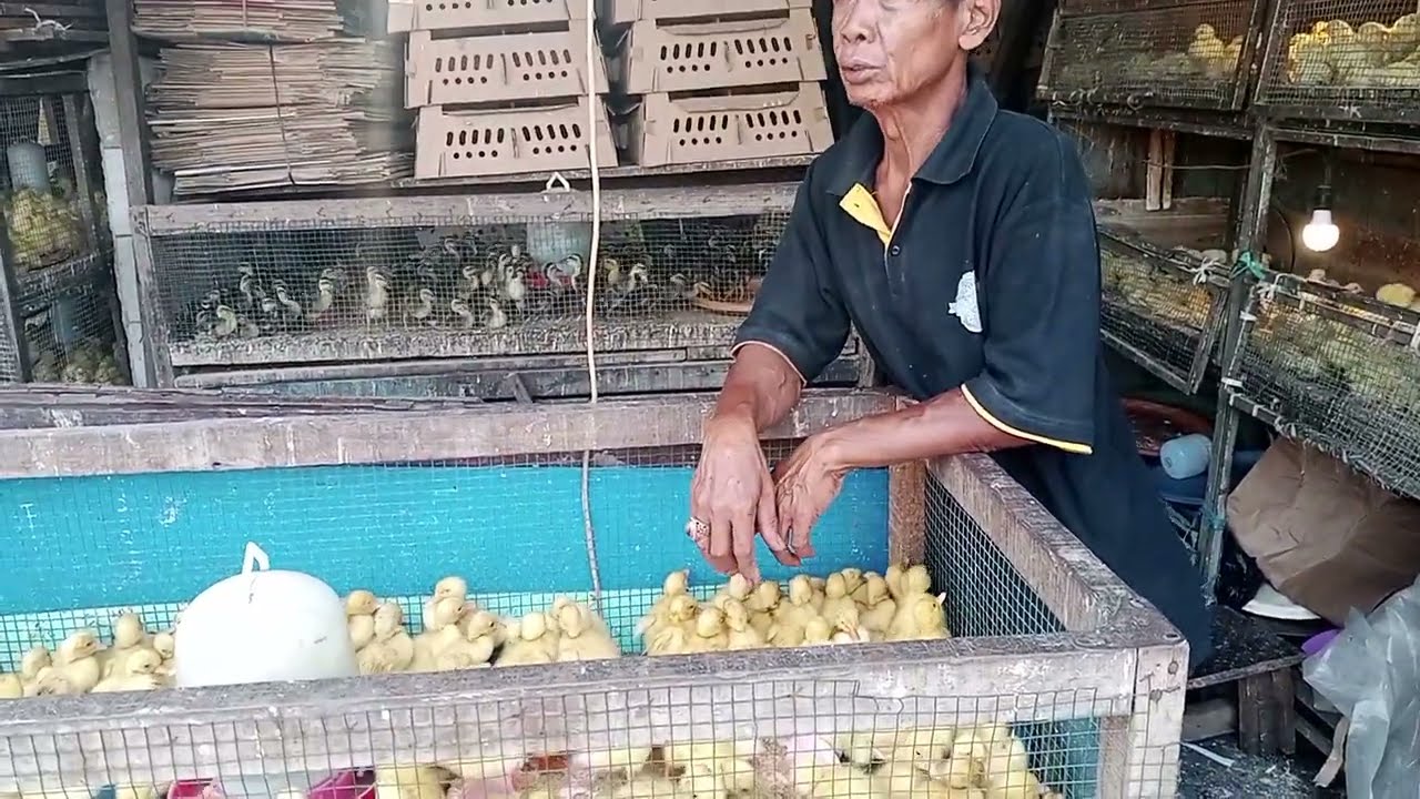 Cara Paling Mudah Membedakan Anak Bebek Peking Jantan dan Betina