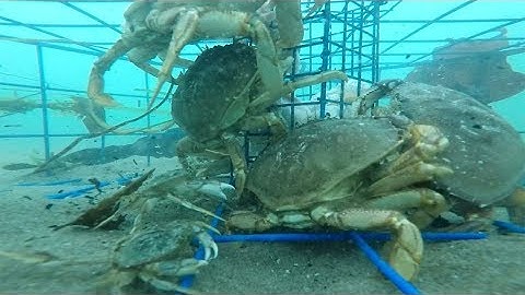 Oregon Crabbing - underwater Gopro video